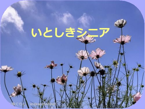 いとしきシニア